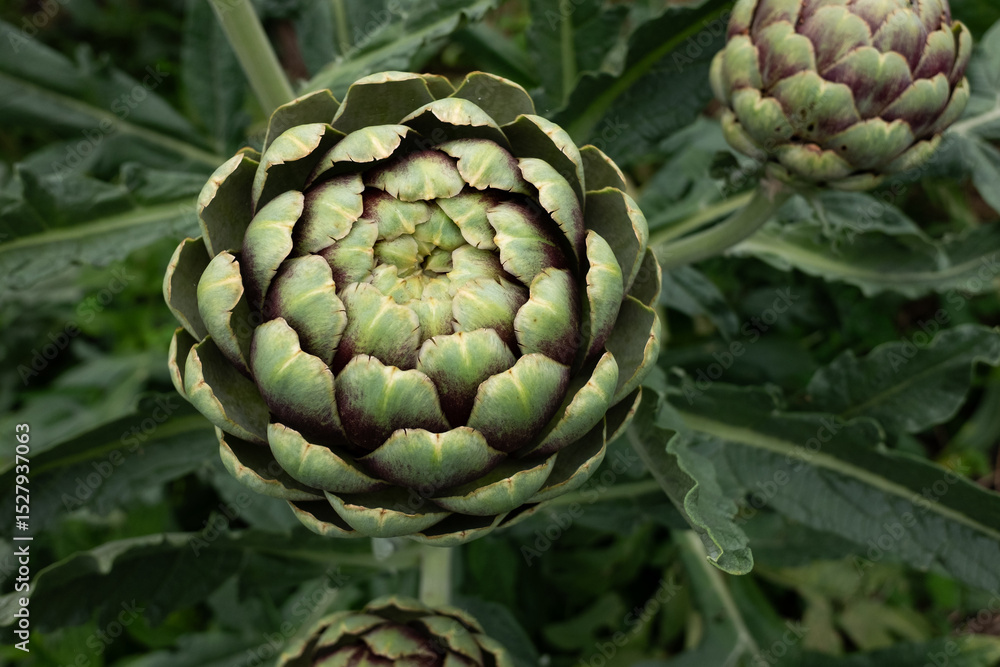 Obraz premium Artichoke buds in the field blooms in early summer.