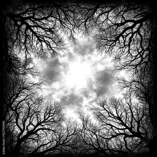 Branches reaching skyward, framed by dark silhouettes, against a cloudy, bright background