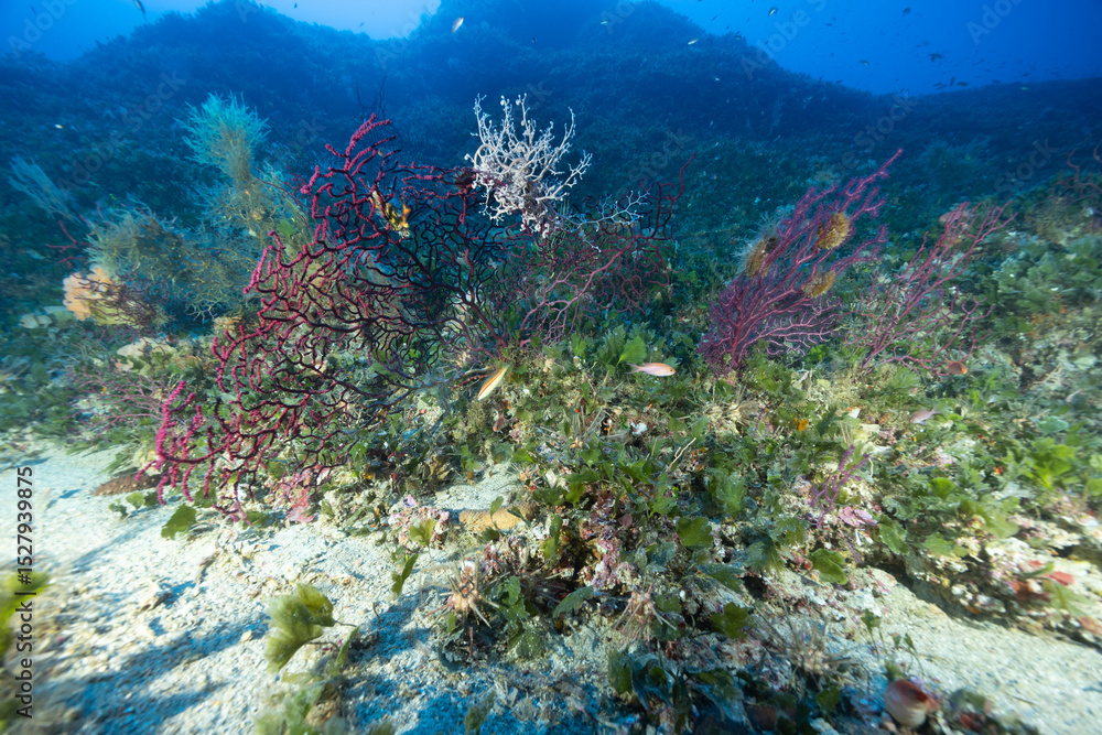 Obraz premium stella gorgone, Astrospartus mediterraneus, su gorgonia rossa, Paramuricea clavata 