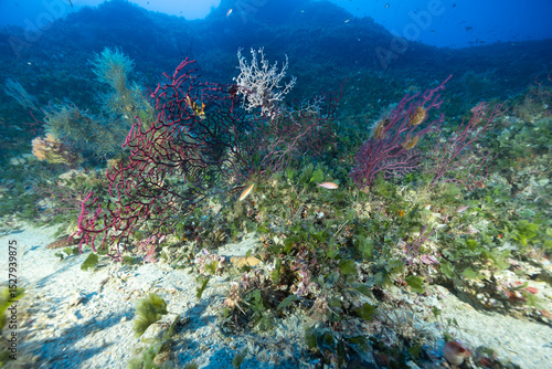 stella gorgone, Astrospartus mediterraneus, su gorgonia rossa, Paramuricea clavata	
