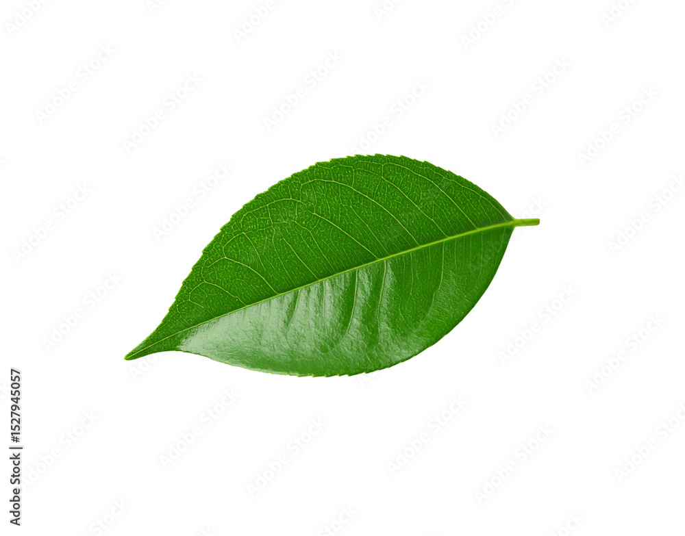 Obraz premium Glossy Emerald Leaf with Intricate Veins and Serrated Edges in Sharp Focus
