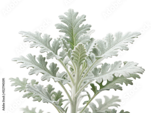Dusty miller png silver leaf plant png foliage plant png decorative plant png garden plant png white leaf plant png ornamental plant png transparent background image