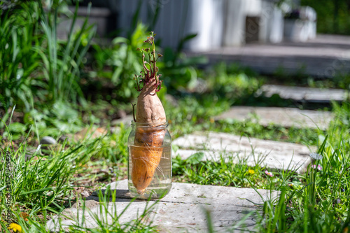 Sprouted sweet potato stands in jar with water outdoors. It has leaves and roots, it ready for planting in ground