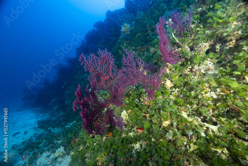 Parete di una secca ricoperta da gorgonie rosse, Paramuricea clavata