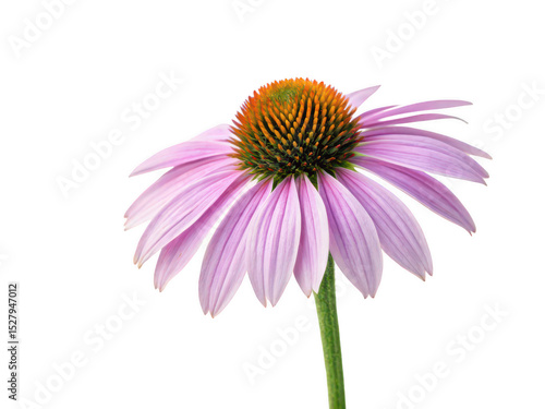 echinacea png purple coneflower png herbal flower png medicinal plant png natural remedy flower png healing flower png transparent background image