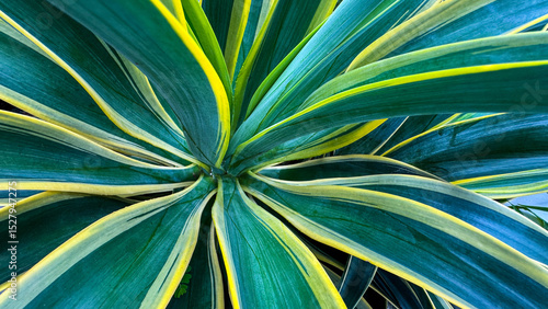 Cuadro en lienzo close up The mother-in-law's tongue plant (Sansevieria trifasciata 'Laurentii')