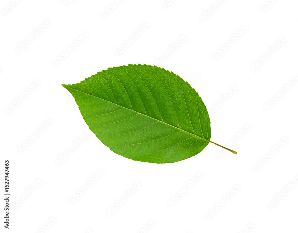 Obraz premium Single vibrant green leaf with detailed venation and serrated edges