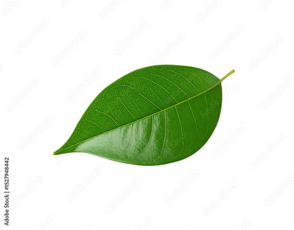 Obraz premium Single vibrant green leaf with prominent veins and a glossy surface