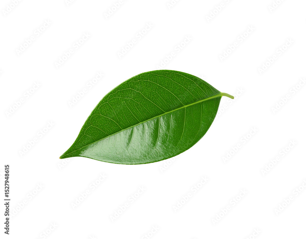 Obraz premium Single vibrant green leaf with prominent veins and a pointed tip