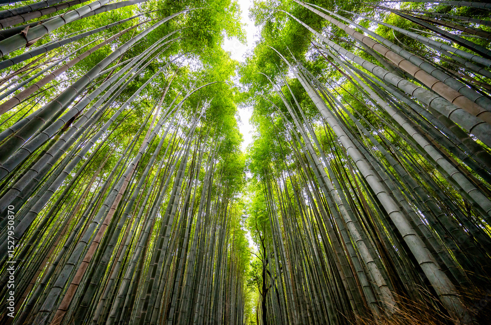 Horizontal, Bamboo Forest in Kyoto, Japan Horizontal, Bamboo Forest in Kyoto, Japan
