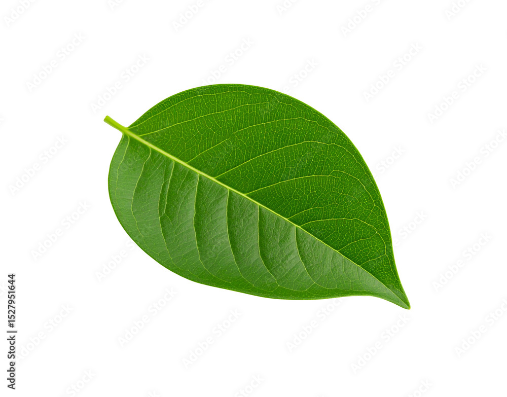 Obraz premium Vibrant Green Leaf with Detailed Veins and Smooth Edges on Transparent Backdrop (1)