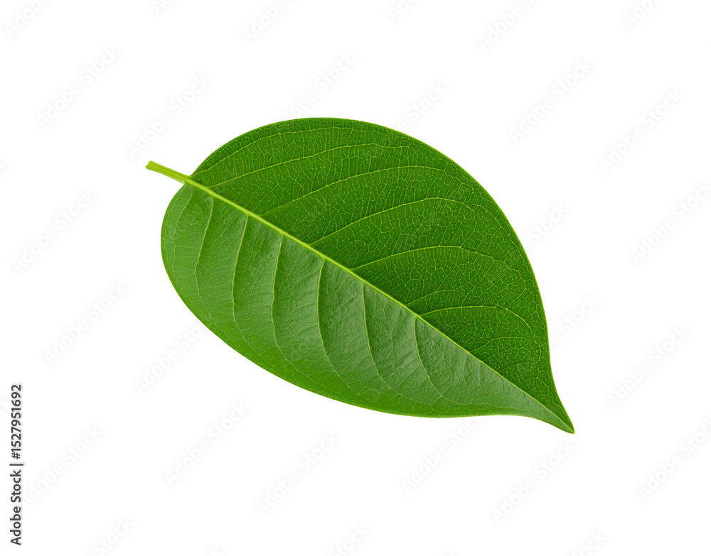 Obraz premium Vibrant Green Leaf with Detailed Veins and Smooth Edges on Transparent Backdrop