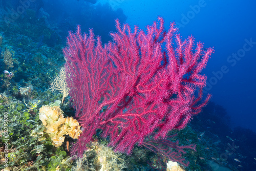 Primo piano di una gorgonia rossa, Paramuricea clavata
