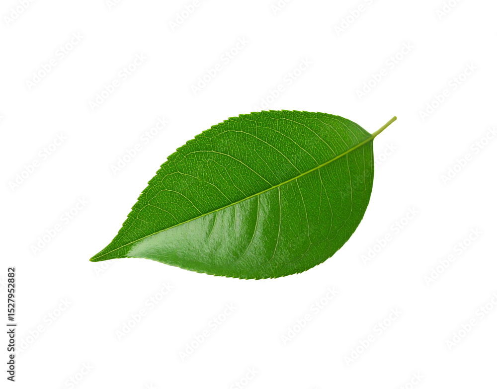 Obraz premium Vibrant green leaf with detailed venation and serrated edges isolated (7)