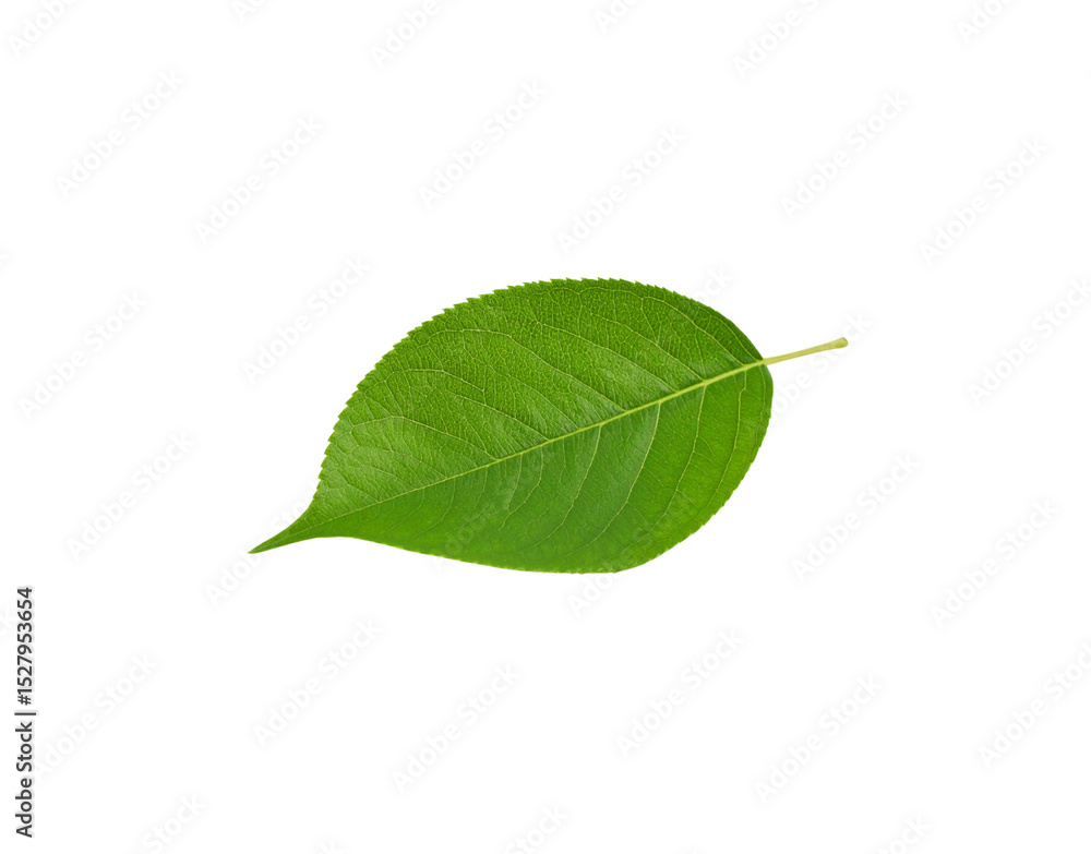 Obraz premium Vibrant green leaf with detailed venation and serrated edges isolated
