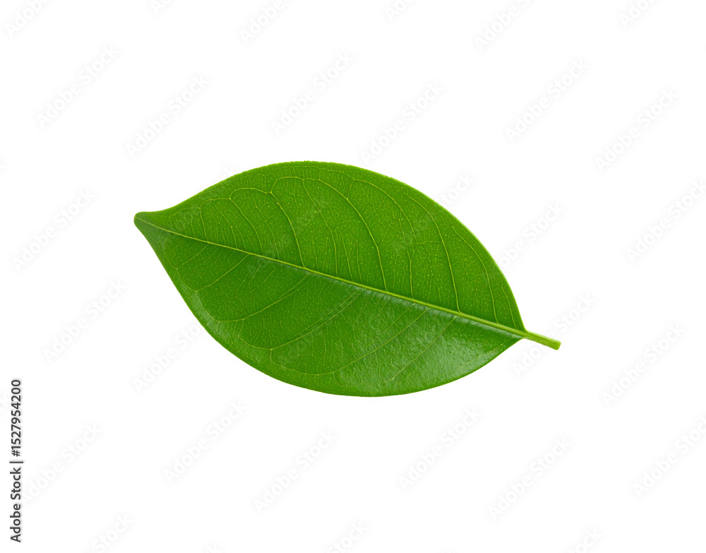 Obraz premium Vibrant green leaf with detailed venation and smooth edges isolated (5)