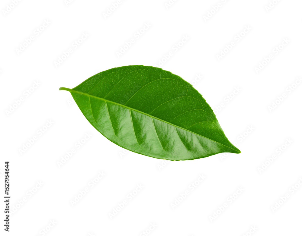 Obraz premium Vibrant green leaf with detailed venation and smooth edges isolated studio shot