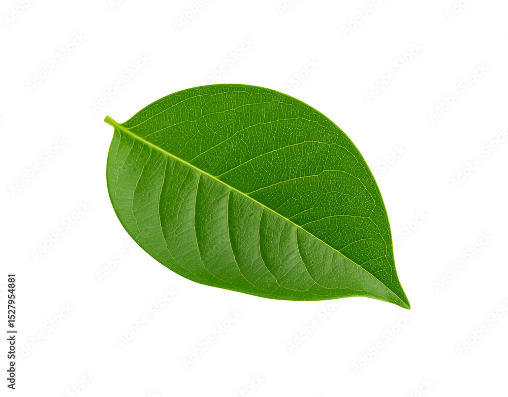 Obraz premium Vibrant green leaf with detailed venation and smooth glossy surface texture