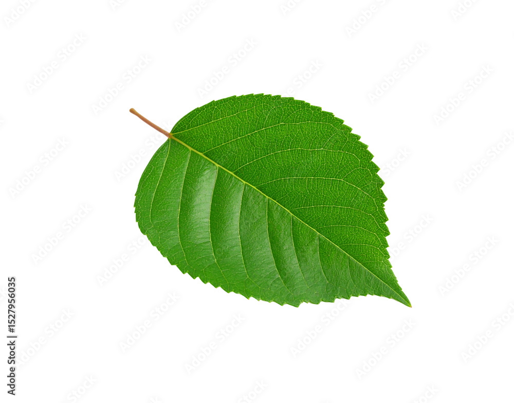 Fototapeta premium Vibrant green leaf with intricate vein patterns and a pointed tip isolated