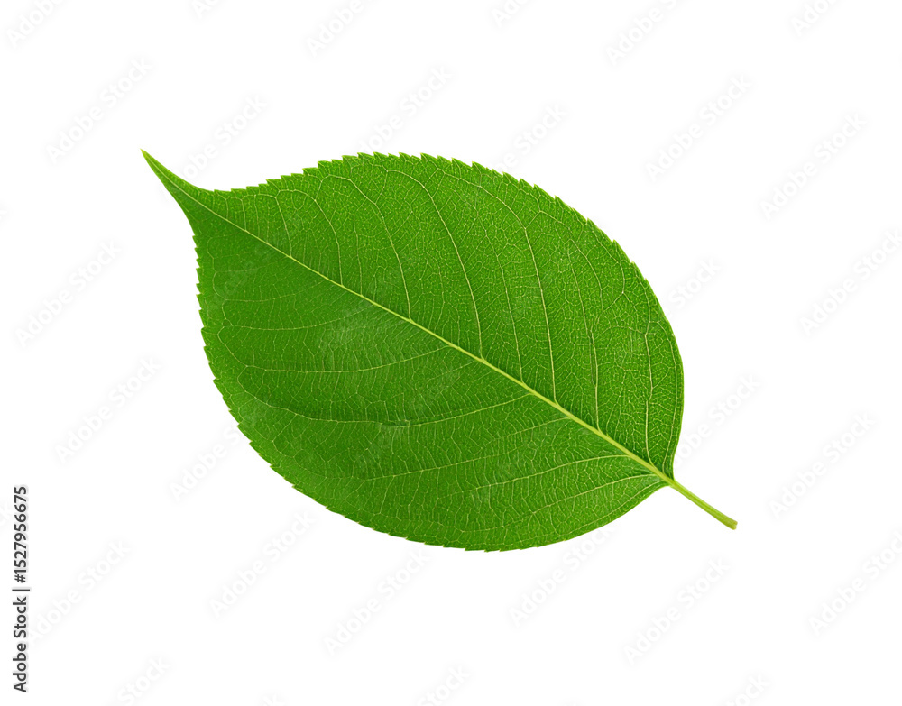 Obraz premium Vibrant green leaf with intricate vein patterns and serrated edges isolated (2)