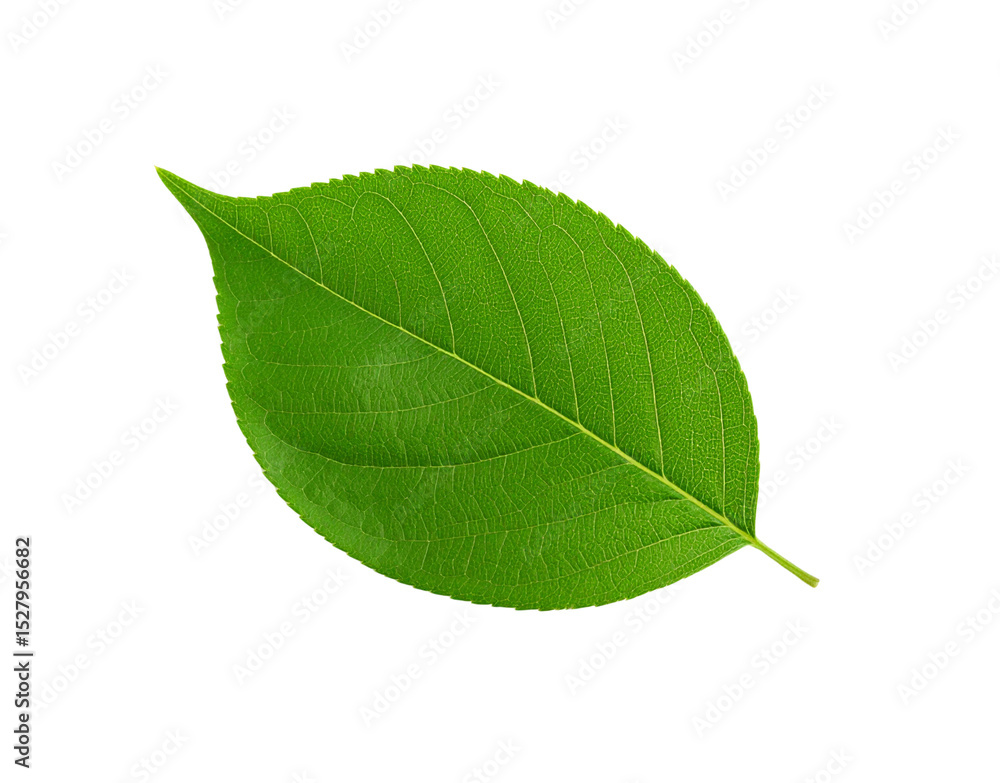 Obraz premium Vibrant green leaf with intricate vein patterns and serrated edges isolated (1)