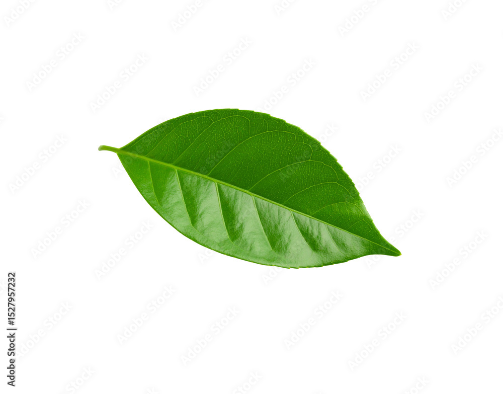 Obraz premium Vibrant green leaf with intricate vein patterns isolated on transparent background (2)