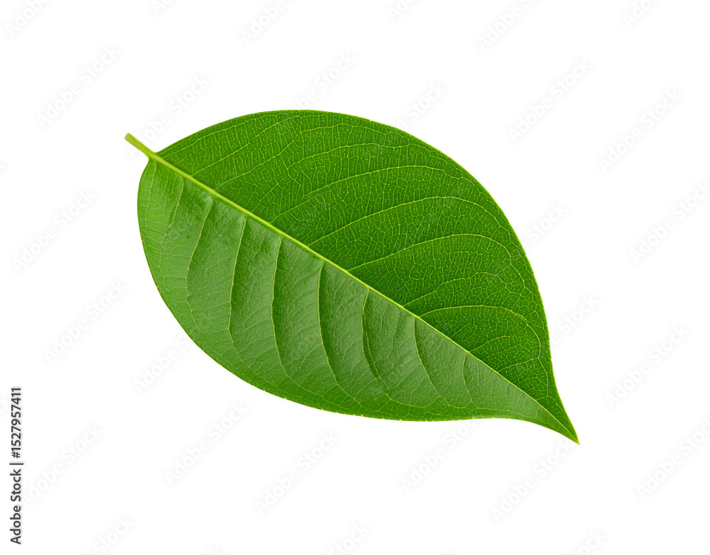 Obraz premium Vibrant green leaf with intricate vein patterns showcasing natures detailed design