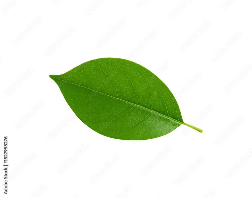 Obraz premium Vibrant green leaf with intricate venation and a slender stem detail