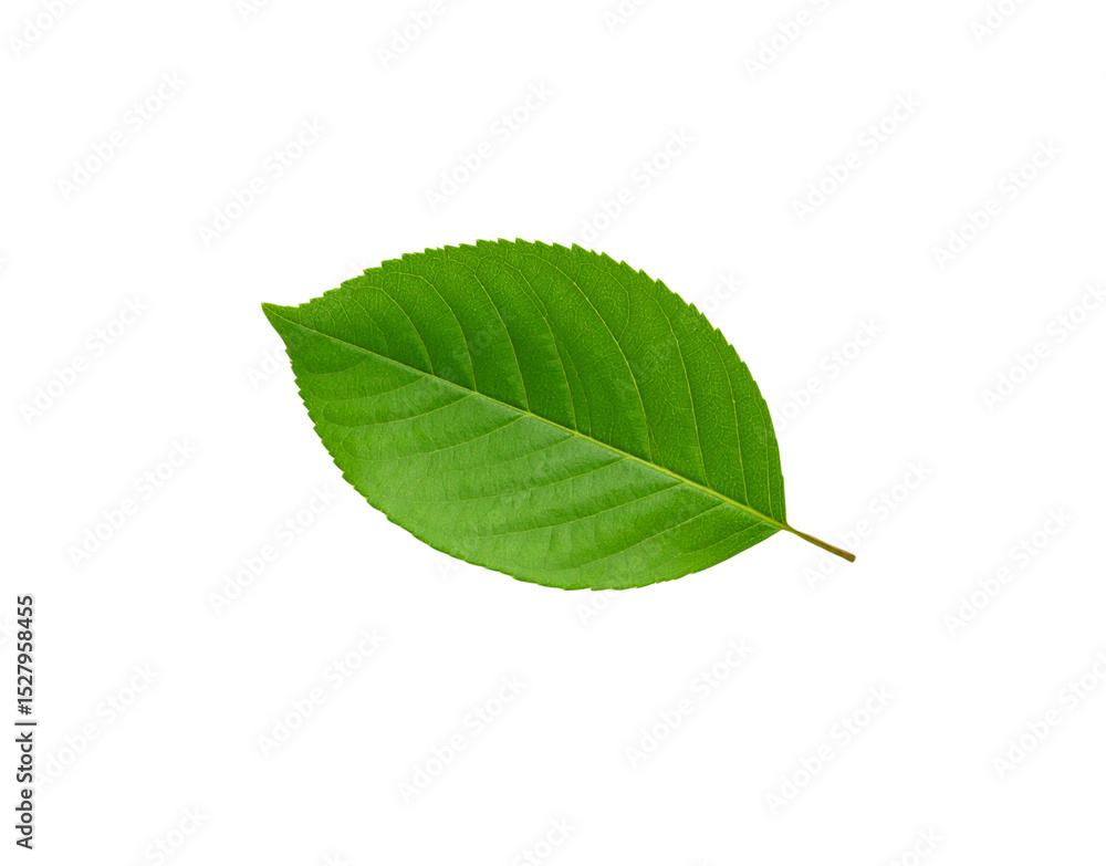 Obraz premium Vibrant green leaf with intricate venation and serrated edges isolated (2)