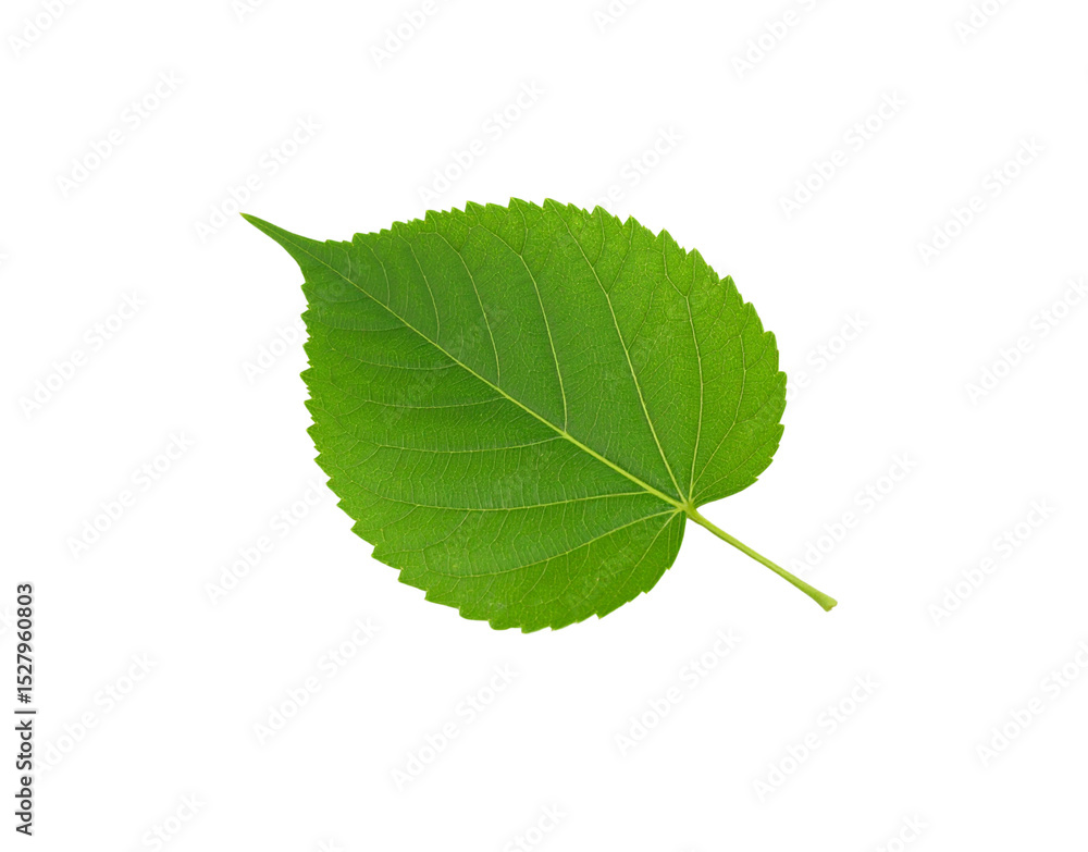Fototapeta premium Vibrant green leaf with serrated edges and prominent veins isolated (4)