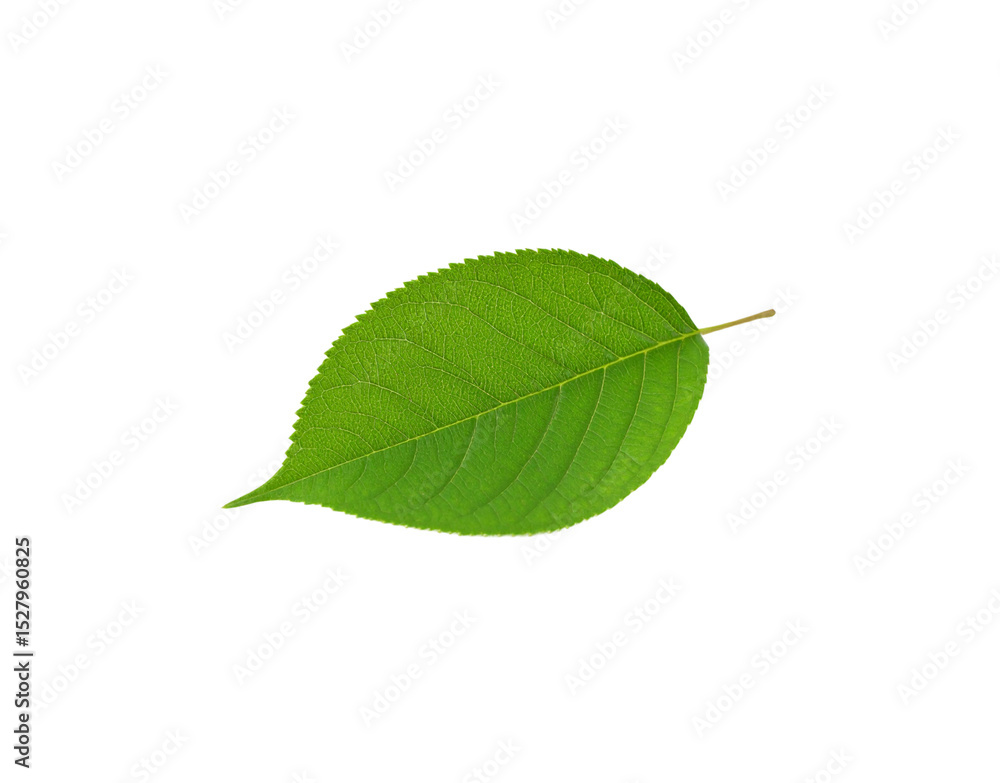 Obraz premium Vibrant green leaf with serrated edges and prominent veins isolated (5)