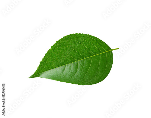 Vibrant Green Leaf with Serrated Edges and Prominent Veins Isolated (16)