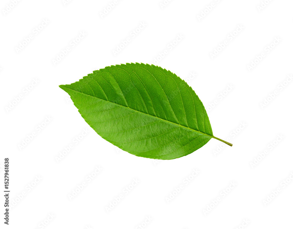 Obraz premium Vibrant green leaf with serrated edges and prominent veins isolated on transparency (1)