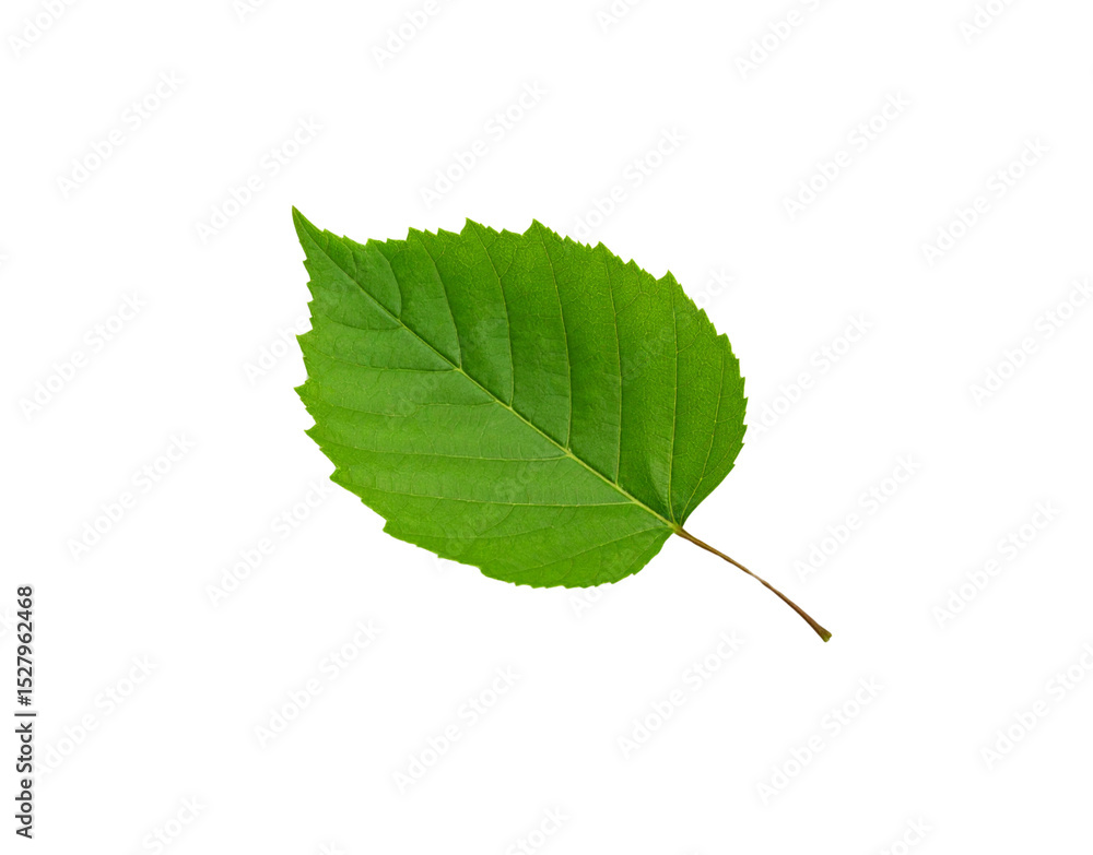 Fototapeta premium Vibrant green leaf with serrated edges and prominent veins isolated on transparent