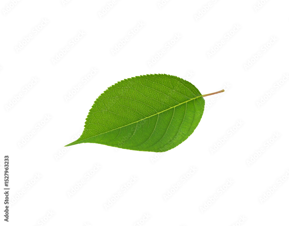 Fototapeta premium Vibrant green leaf with serrated edges and visible vein structure