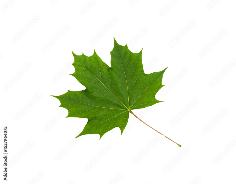 Vibrant green maple leaf with detailed veins and a slender brown stem Vibrant green maple leaf with detailed veins and a slender brown stem