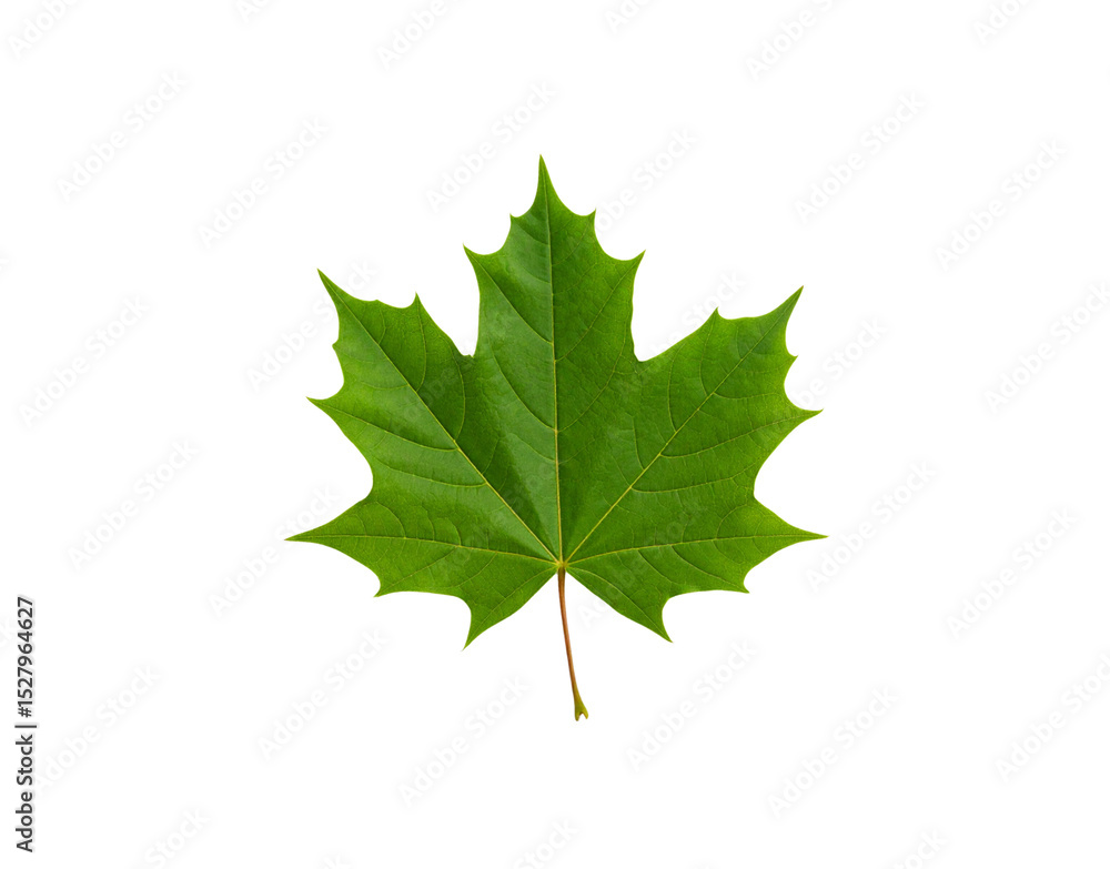 Vibrant Green Maple Leaf with Detailed Veins and Serrated Edges Vibrant Green Maple Leaf with Detailed Veins and Serrated Edges