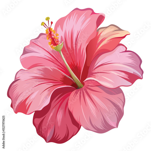 Pink hibiscus flower botanical illustration