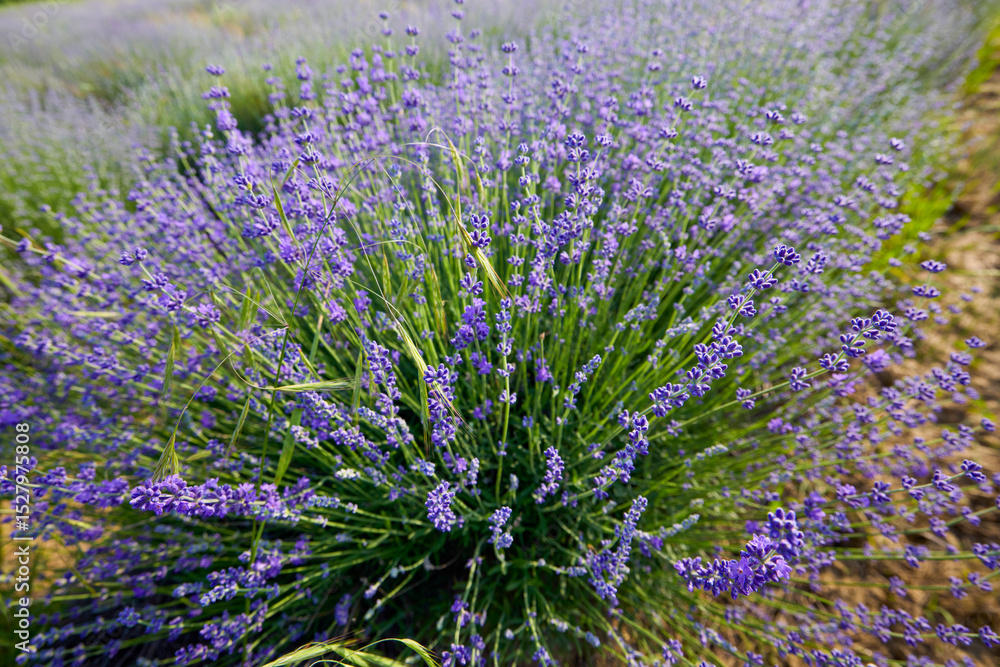 Obraz premium a lavender crop with weeds that grow among the bushes