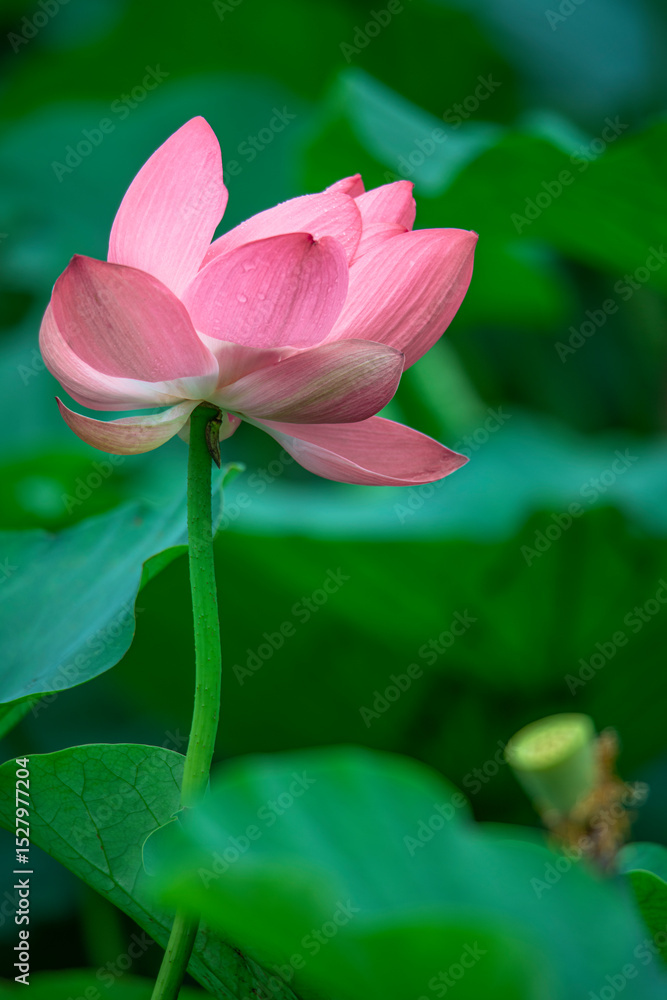 Obraz premium The green lotus pond is full of beautiful lotus flowers in full bloom