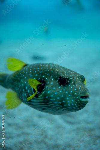 Close-up of King Crab