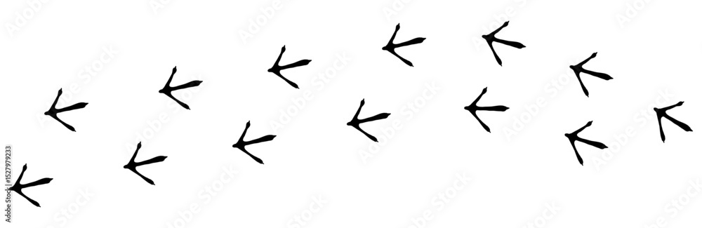 Bird footprint chicken foot track, feet print, paw step hand drawn doodle. Sketch simple turkey, hen trail. Crow walk steps mark. Bird footprint chicken foot track, feet print, paw step hand drawn doodle. Sketch simple turkey, hen trail. Crow walk steps mark.