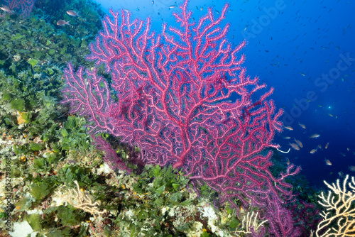 Primo piano di una gorgonia rossa, Paramuricea clavata