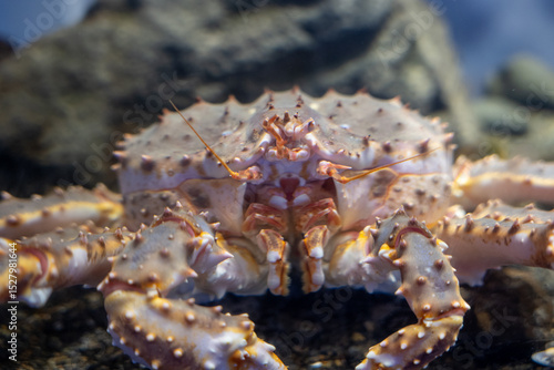 Close-up of king crab underwater