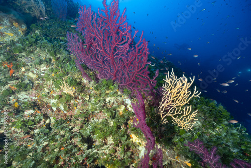Parete ricoperta da Eunicella cavolinii e Paramuricea clavata con anthias