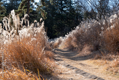 grass in the forest track route