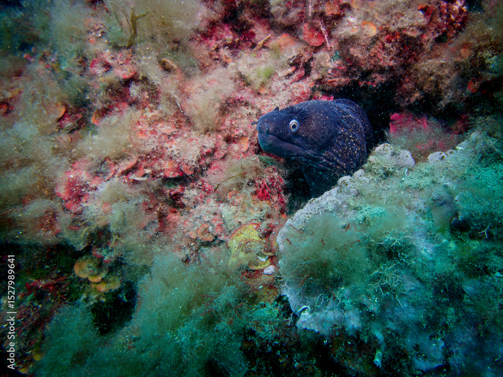 Fototapeta premium Murène