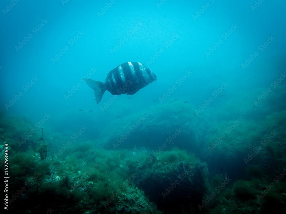 Fototapeta premium Grand Sar