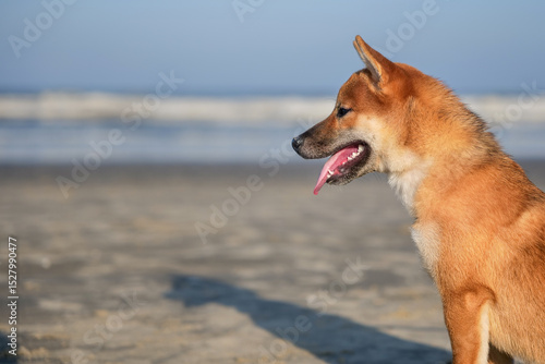 Shiba Inu Puppy at the Beach