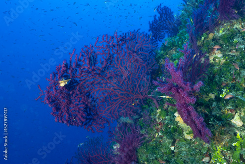 Parete di una secca ricoperta de gorgonie rosse, Paramuricea clavata